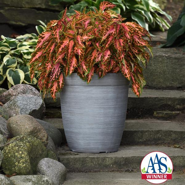 Coleus, Premium Sun Coral Candy Container