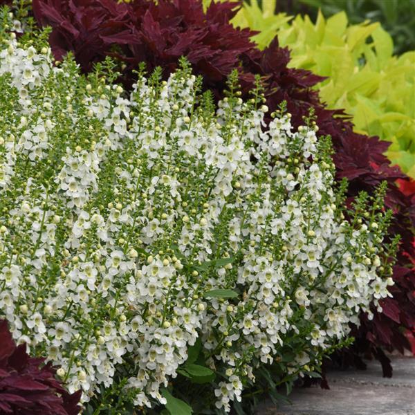 Archangel™ White Landscape