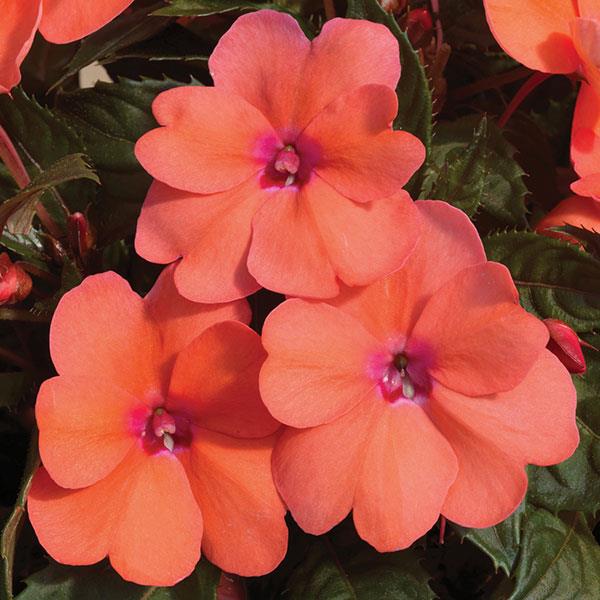SunPatiens<sup>®</sup> Compact Coral Pink Bloom