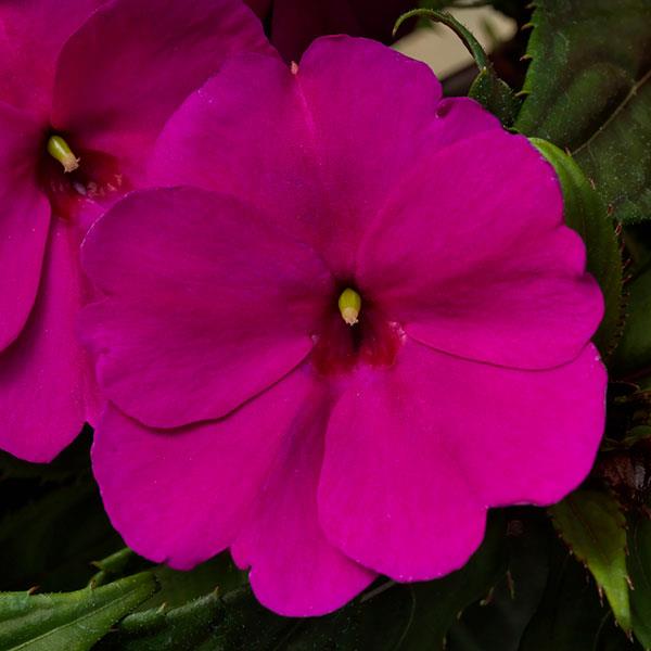 SunPatiens<sup>®</sup> Compact Purple Bloom