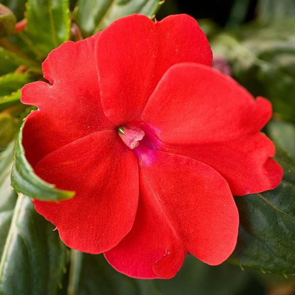 SunPatiens<sup>®</sup> Compact Red Bloom