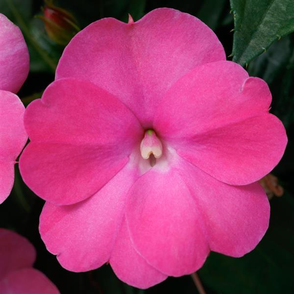 SunPatiens<sup>®</sup> Compact Hot Pink Bloom