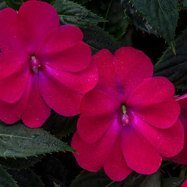 SunPatiens<sup>®</sup> Compact Rose Glow Bloom