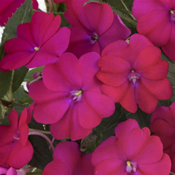 SunPatiens<sup>®</sup> Compact Royal Magenta Bloom
