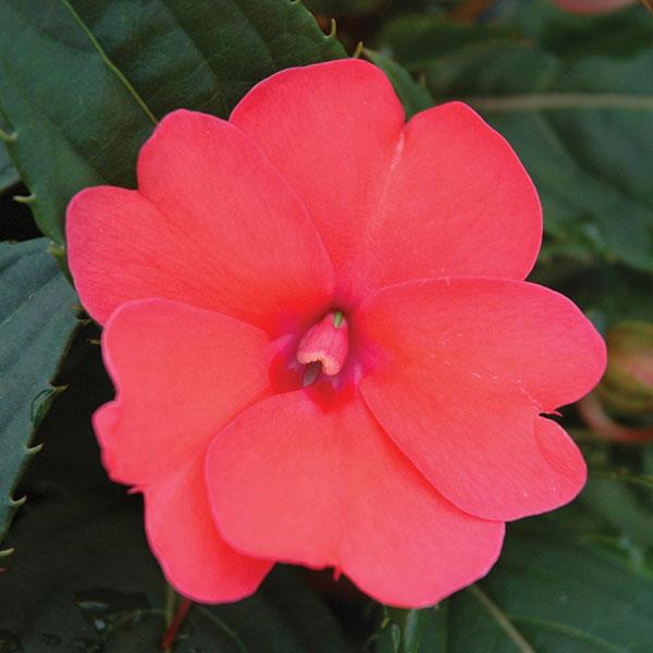 SunPatiens<sup>®</sup> Compact Deep Rose Bloom