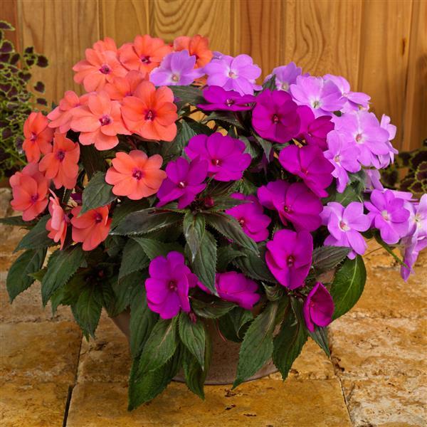 SunPatiens<sup>®</sup> Compact Hawaiian Sunset Mix Bloom