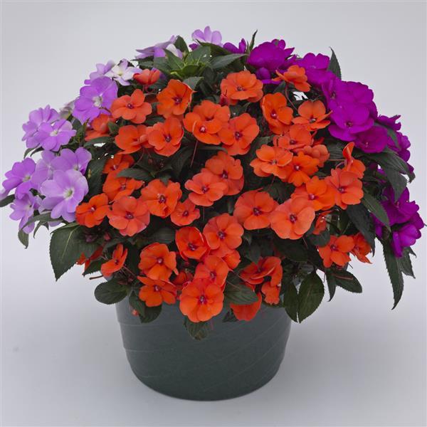 SunPatiens<sup>®</sup> Compact Tropical Punch Mix Bloom