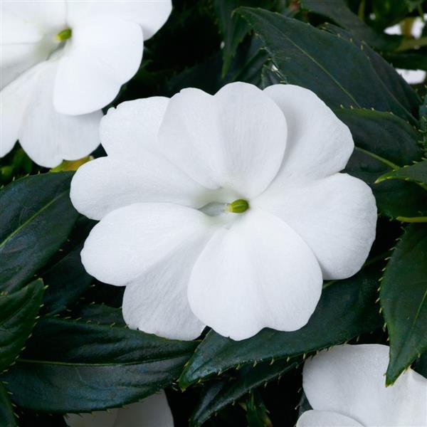 SunPatiens<sup>®</sup> Compact Classic White Bloom