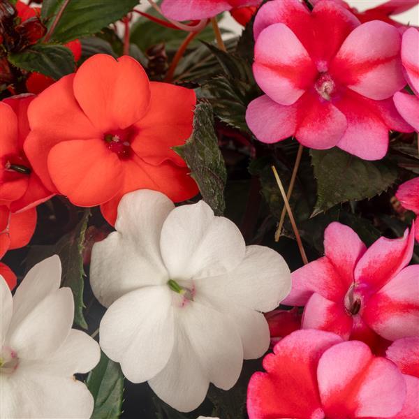 SunPatiens<sup>®</sup> Compact Pop Life Mix Bloom