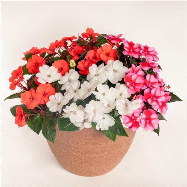 SunPatiens<sup>®</sup> Compact Pop Life Mix Container