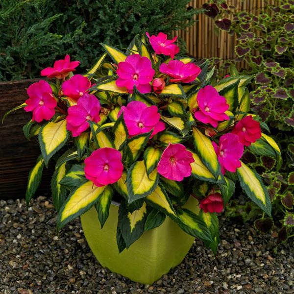 SunPatiens<sup>®</sup> Compact Tropical Rose V/L Container