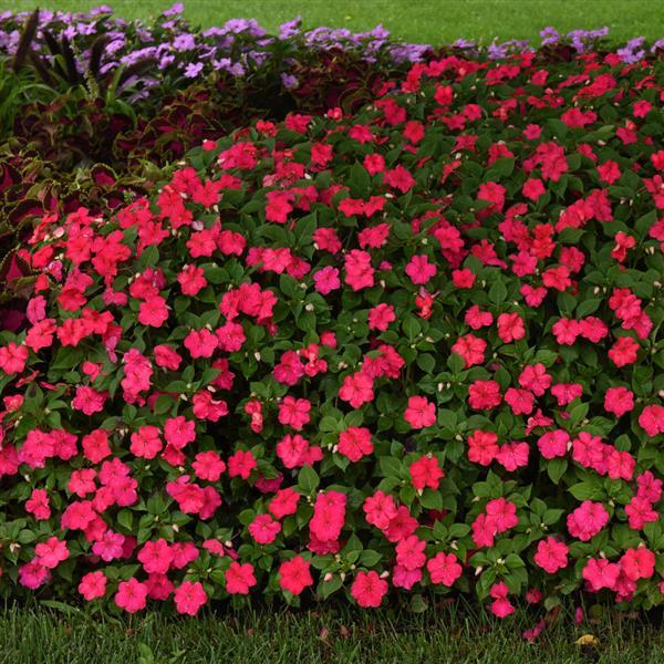 Beacon<sup>®</sup> Lipstick Commercial Landscape 1