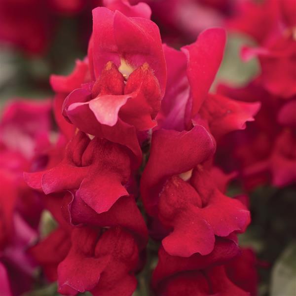Snapshot™ Red Bloom