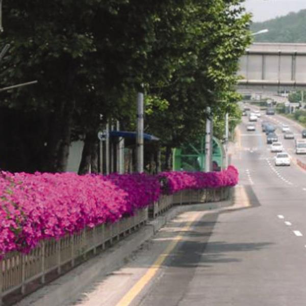 Easy Wave<sup>®</sup> Pink Commercial Landscape 4