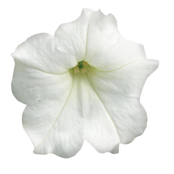 Easy Wave<sup>®</sup> White Bloom