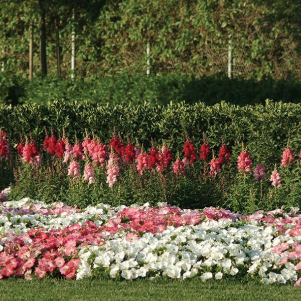 Easy Wave<sup>®</sup> White Commercial Landscape 4