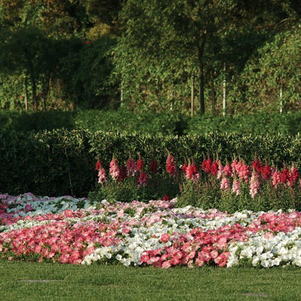 Easy Wave<sup>®</sup> Rosy Dawn Commercial Landscape 3