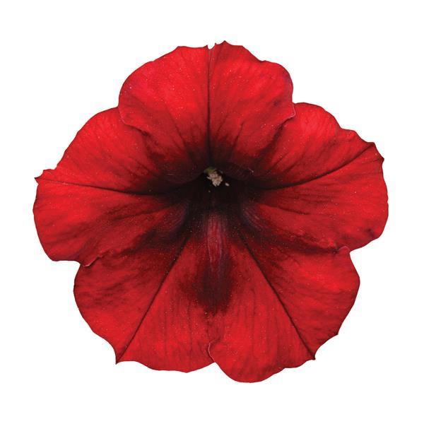 Easy Wave<sup>®</sup> Red Velour Bloom