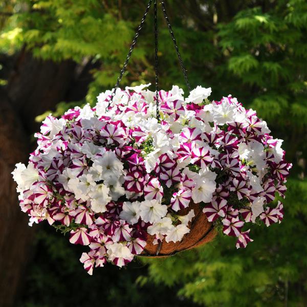 Easy Wave<sup>®</sup> Starfish Mixture Basket