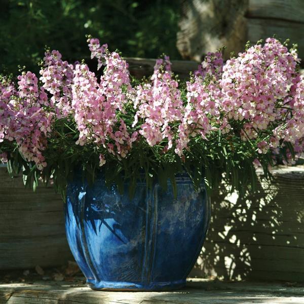 AngelMist<sup>®</sup> Spreading Pink Container