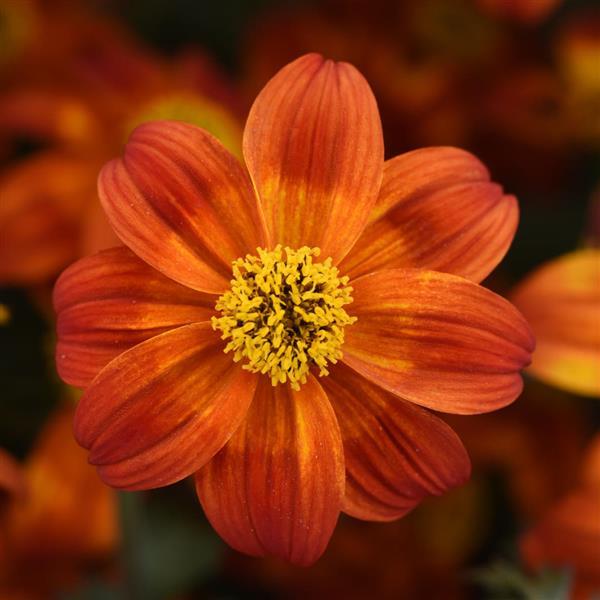 Bee Happy™ Red Bloom