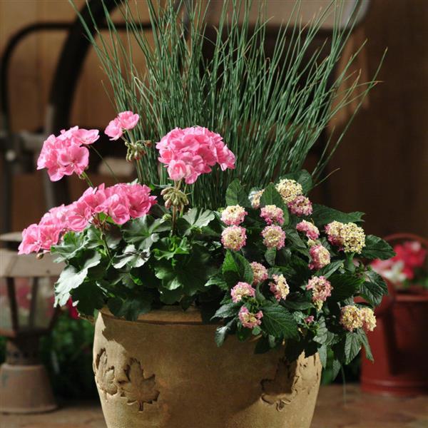 Landmark™ Rose Glow Container