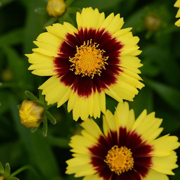 UpTick™ Yellow & Red Bloom