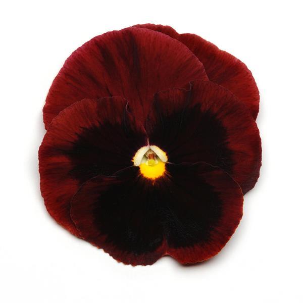 Spring Matrix™ Red Blotch Bloom