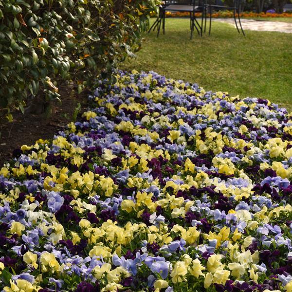 Spring Matrix™ Tricolor Mixture Landscape