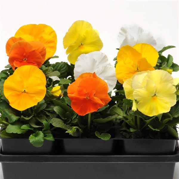 Spring Matrix™ Daffodil Mixture Bloom