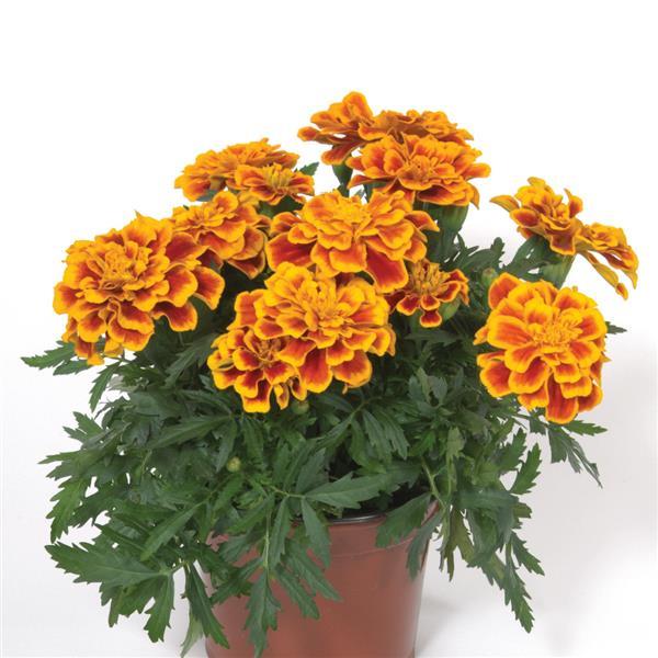 Durango<sup>®</sup> Bee Container