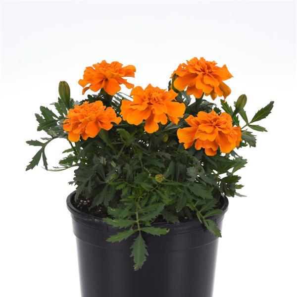 Durango<sup>®</sup> Orange Container