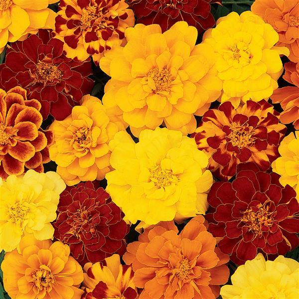 Durango<sup>®</sup> Mixture Bloom