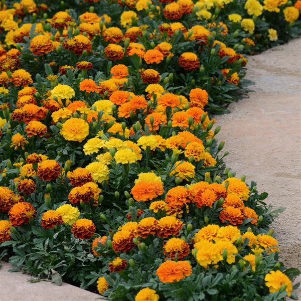 Hot Pak™ Mixture Landscape