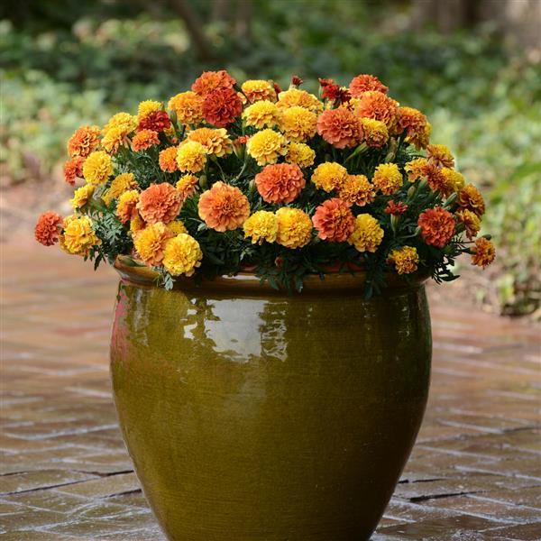 French Marigold Strawberry Blonde Container