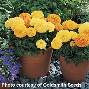 Inca I I Mix Container