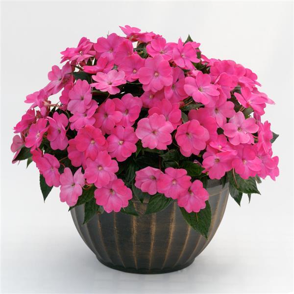 SunPatiens<sup>®</sup> Compact Hot Pink Container