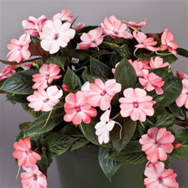 SunPatiens<sup>®</sup> Compact Blush Pink Container