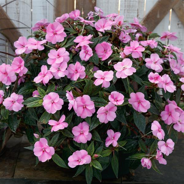 SunPatiens<sup>®</sup> Compact Lavender Splash Container