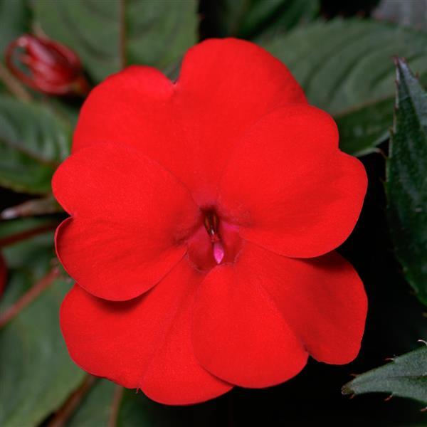 SunPatiens<sup>®</sup> Compact Deep Red Bloom