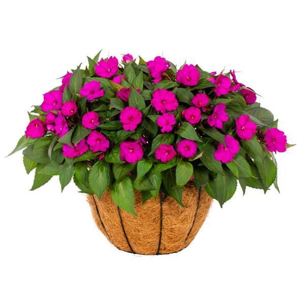 SunPatiens<sup>®</sup> Compact Bright Purple Bloom