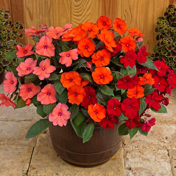 SunPatiens<sup>®</sup> Compact Summer Salsa Mix Bloom