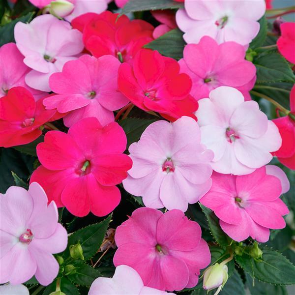 SunPatiens<sup>®</sup> Compact Happy Days Mix Bloom