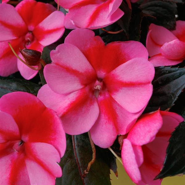 SunPatiens<sup>®</sup> Compact Red Candy Bloom