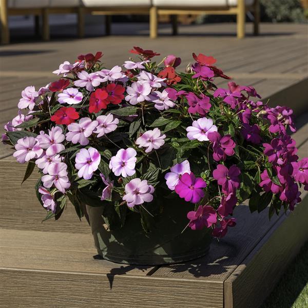 SunPatiens<sup>®</sup> Compact Pink Beryl Mix Container