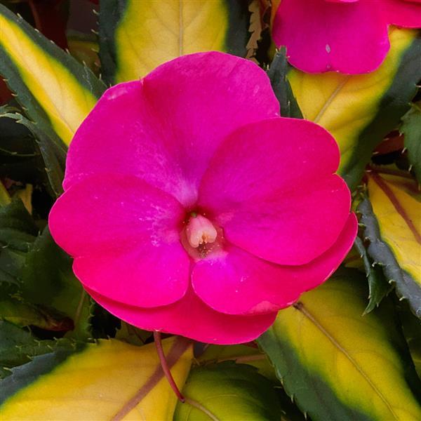 SunPatiens<sup>®</sup> Compact Tropical Rose V/L Bloom