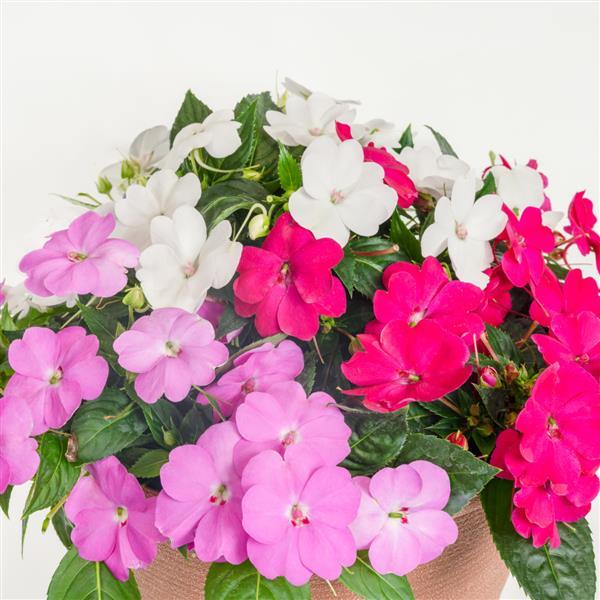 SunPatiens<sup>®</sup> Compact Best Friends Forever Mix Bloom