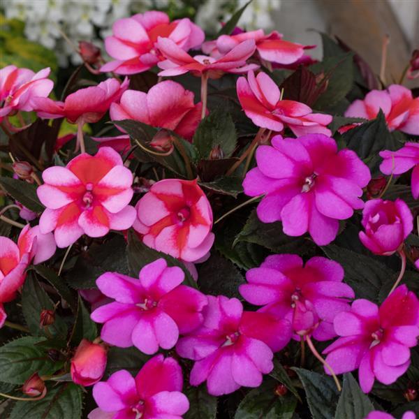 SunPatiens<sup>®</sup> Compact Born to Hula Mix Bloom