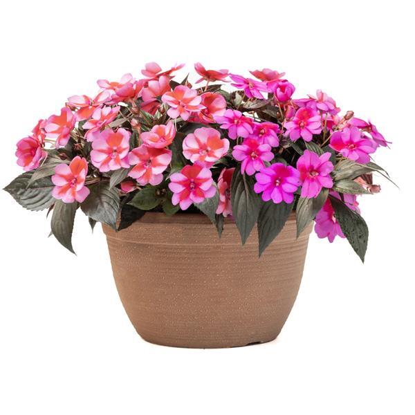 SunPatiens<sup>®</sup> Compact Born to Hula Mix Container