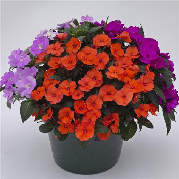 SunPatiens<sup>®</sup> Compact Tropical Punch Mix Improved Bloom